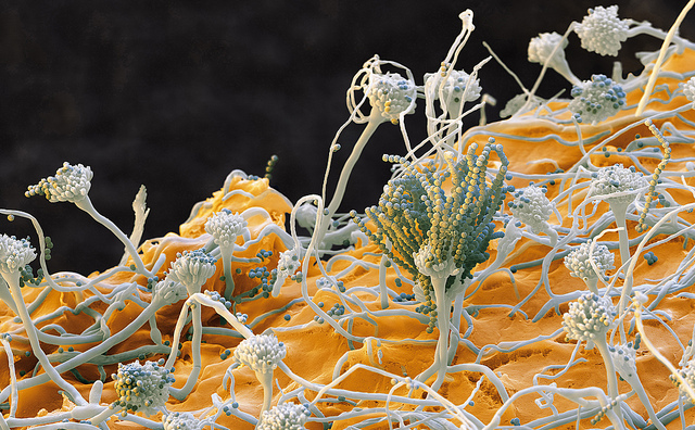 Proteine für Oberflächen / Proteins for surfaces